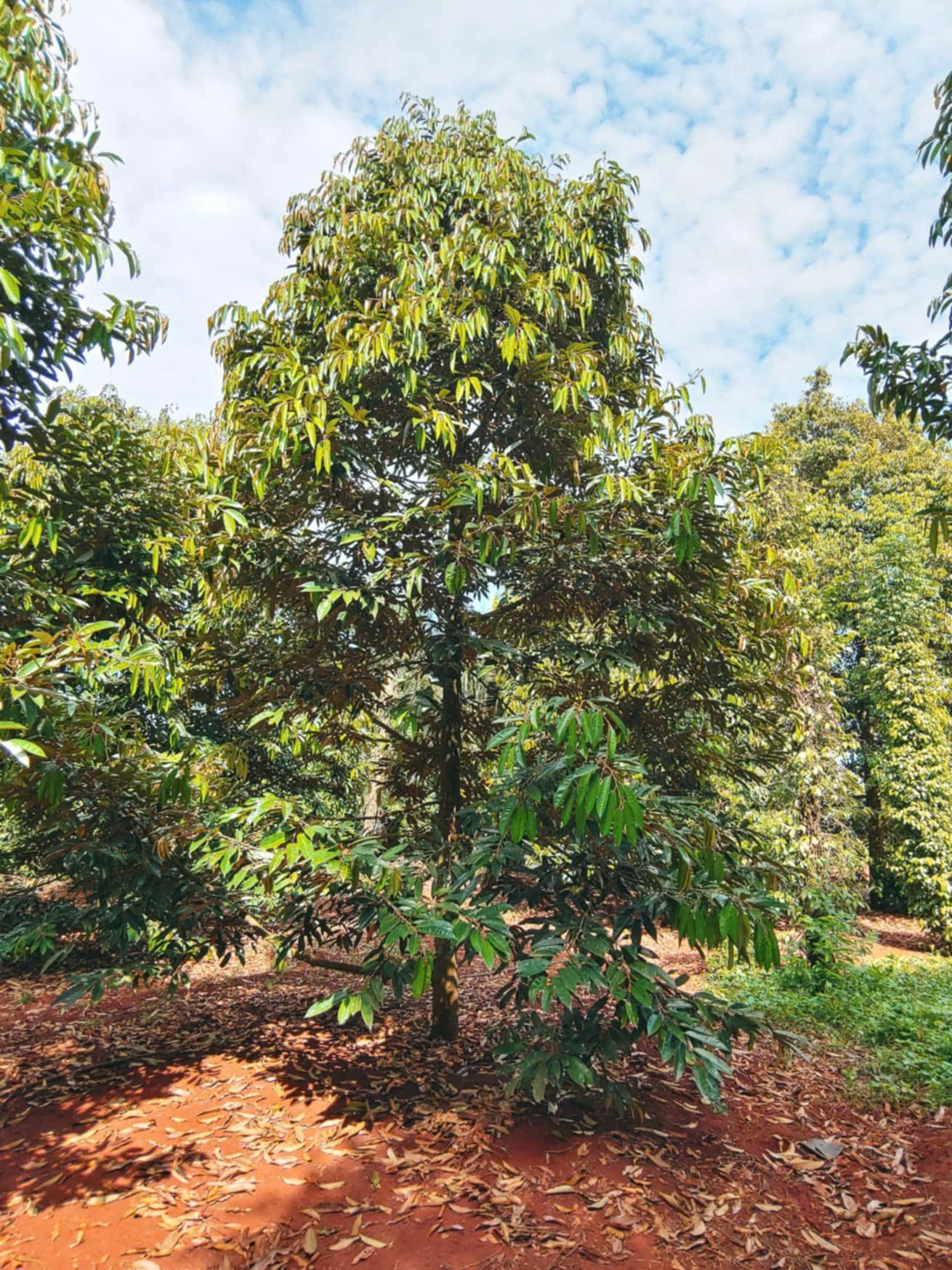 cẦN Bán Lô Đất Vườn sầu riêng Thái tại Xuân tây cũ, Tỉnh Đồng nai