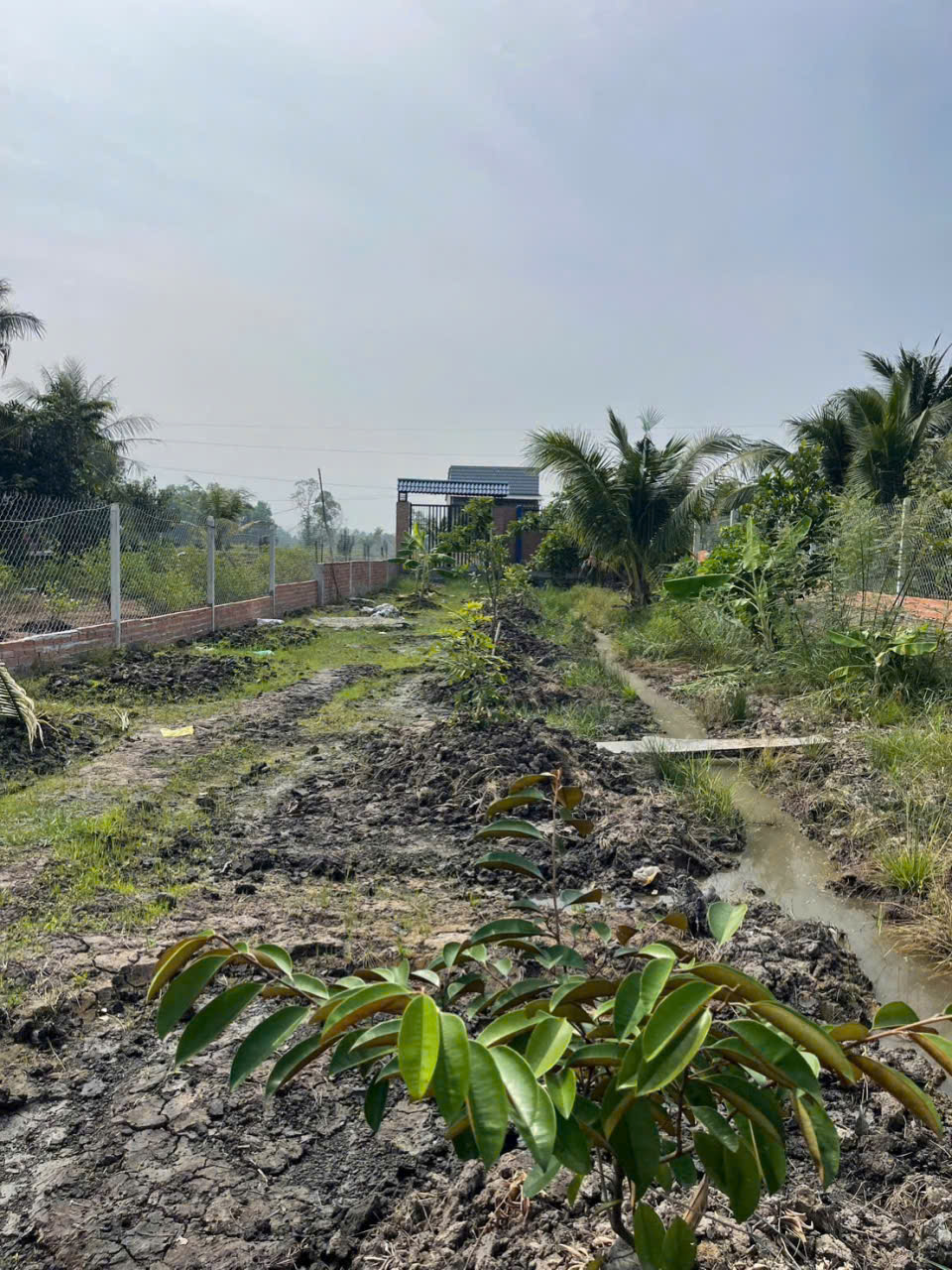 Bán nhà vườn đất lúa xã Hòa Khánh Tây dt 1000m2 giá 1,75 tỷ