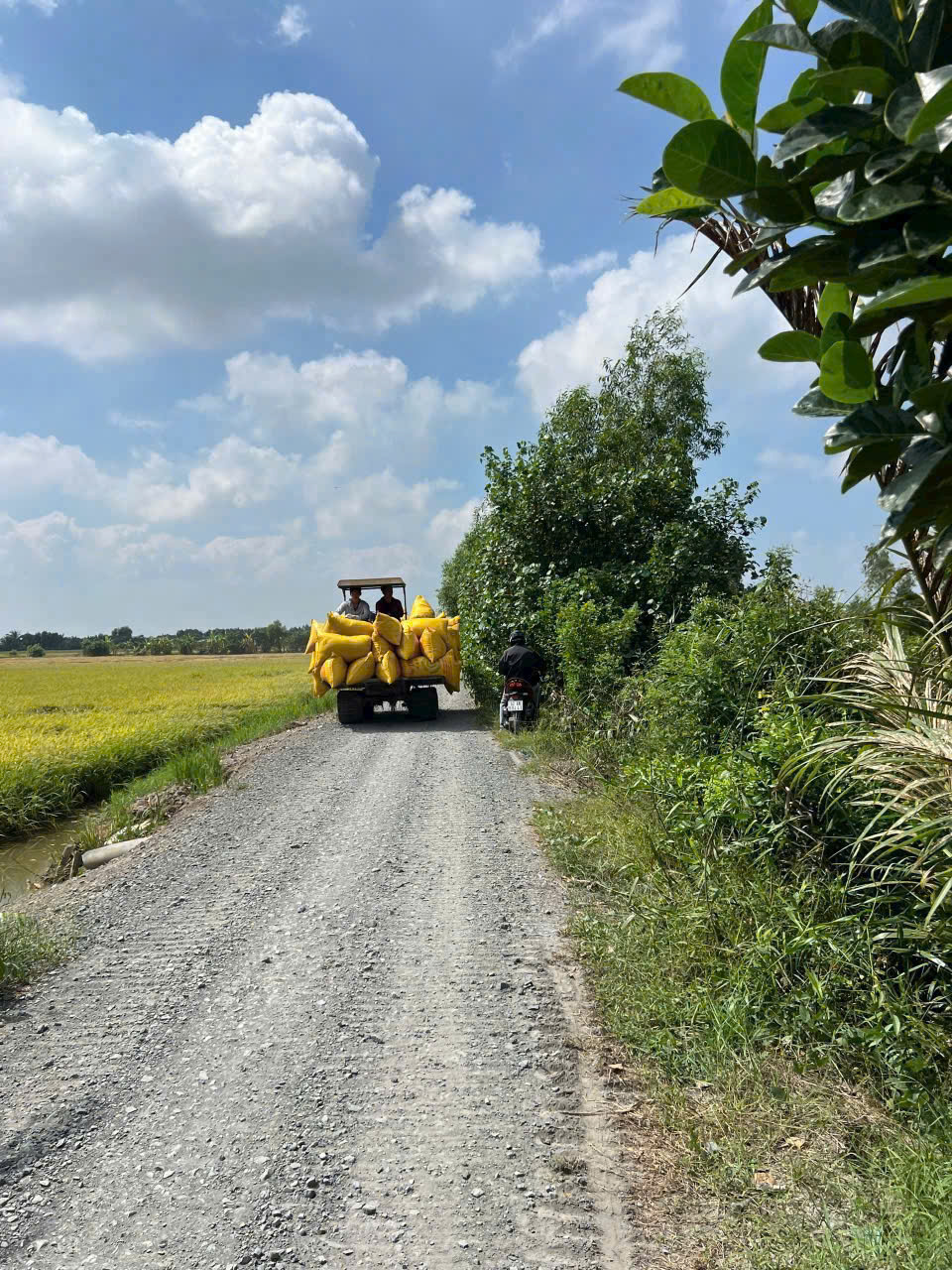 Bán đất ấp 3 xã Tân Thành, Thù Thừa tdt 1000m2 ( 290m2 thổ ) giá 1,15 tỷ