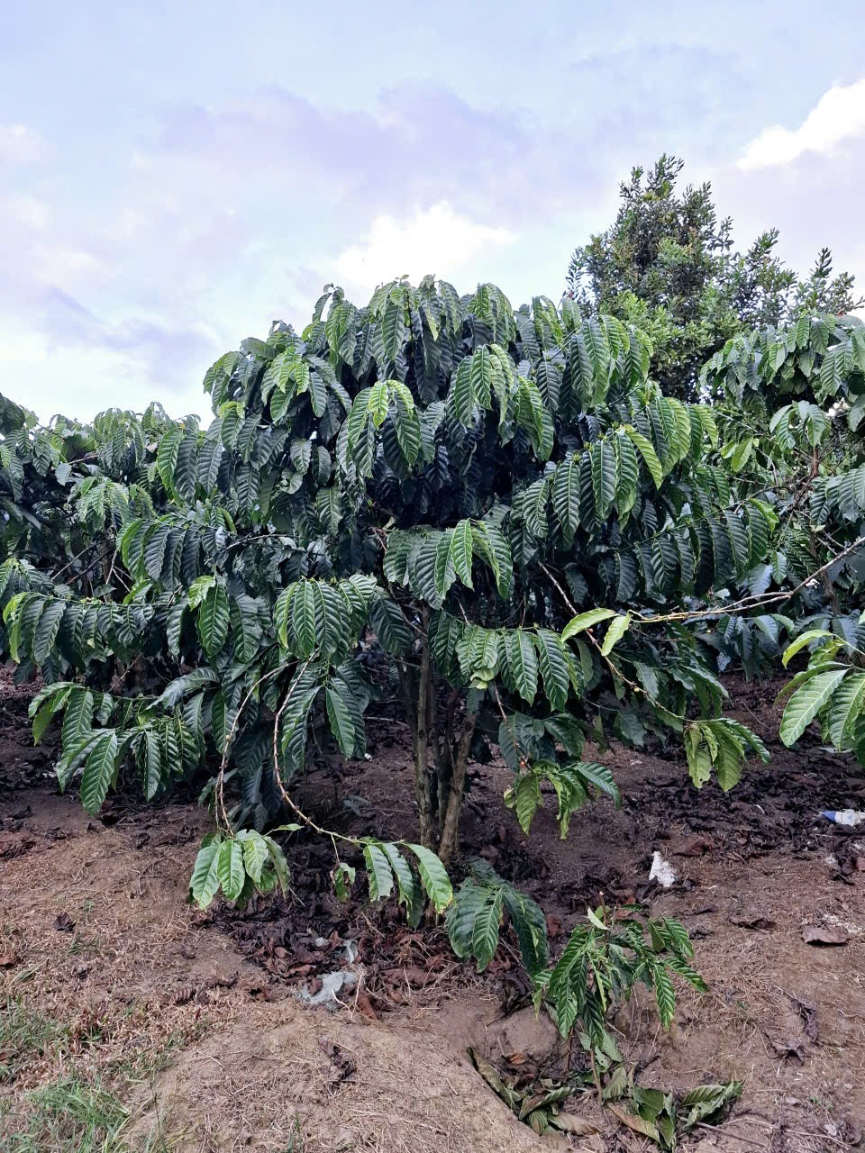 ĐẤT ĐẸP –GIÁ ĐẦU TƯ –CHÍNH CHỦ CẦN BÁN LÔ ĐẤT TẠI thôn Phúc Hợp - Phúc Thọ - Lâm Hà - Lâm Đồng