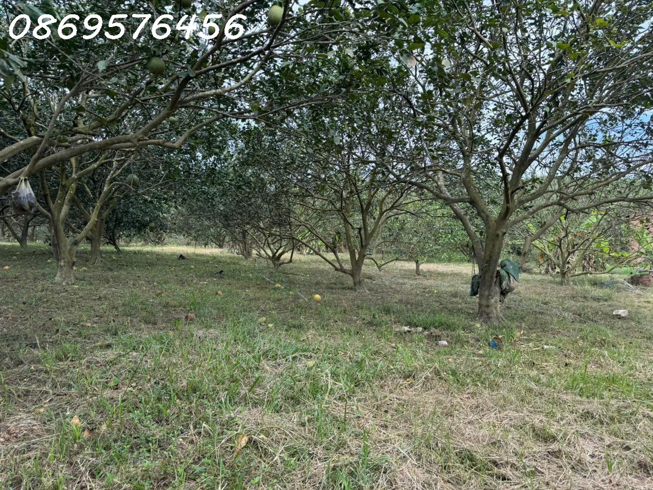 ĐẤT VƯỜN KHÁNH HOÀ CHỈ 150 TRIỆU MÀ SỞ HỮU TỚI 500 MÉT