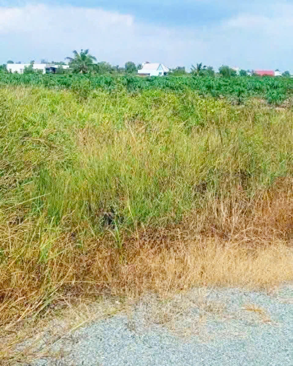 Bán đất vườn đường đá xanh oto xã Thạnh Hòa , Bến Lức dt 1000m2 giá 680 triệu