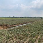  11850m2 - 3