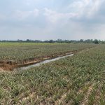  11850m2 - 4