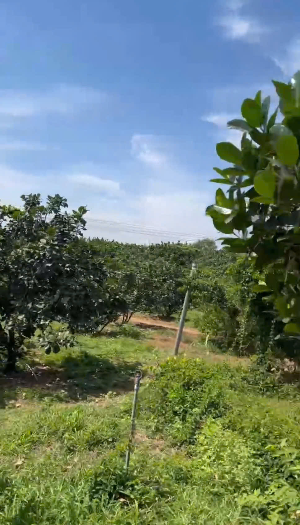 BÁN GẤP ĐẤT VƯỜN VIEW SÔNG ĐỒNG NAI – DIỆN TÍCH LỚN, GIÁ TỐT ĐẦU TƯ