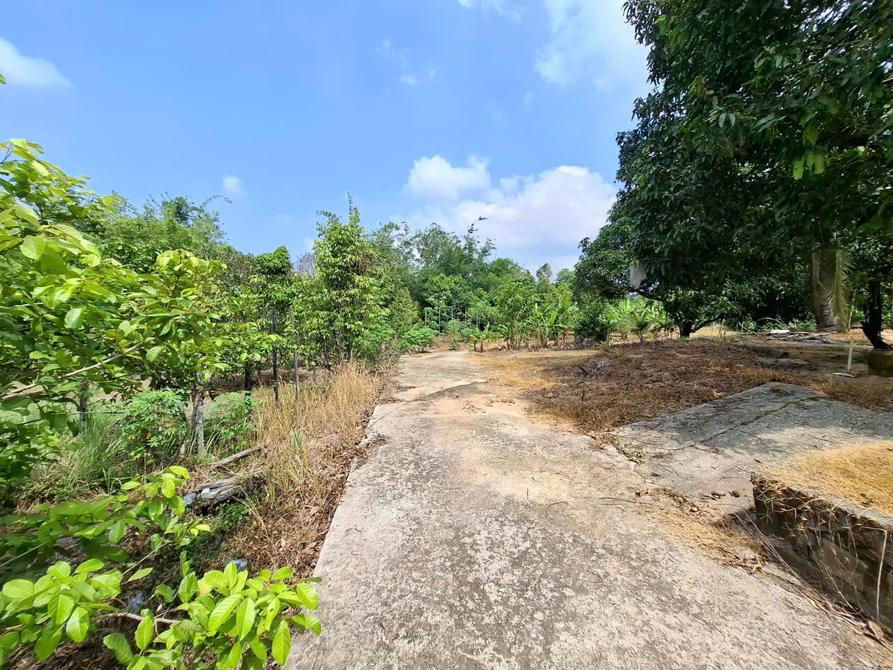 Bán gấp đất vườn khu Tượng, Phú Quốc, thích hợp làm homestay, farmstay hay khu nghỉ dưỡng sinh thái