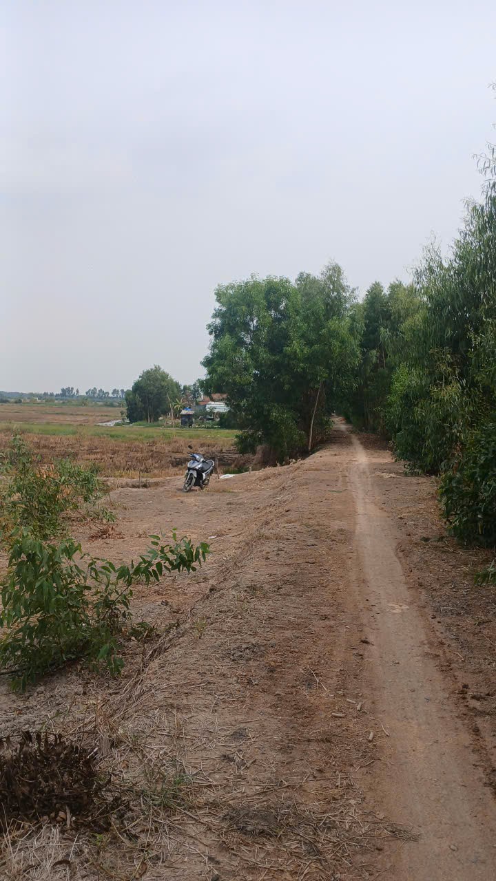 ĐẤT ĐẸP – GIÁ TỐT – CHÍNH CHỦ CẦN BÁN GẤP ĐẤT TẠI Ấp Đình, xã Thạnh Phước, Huyện Thạnh Hóa, Tỉnh Long An