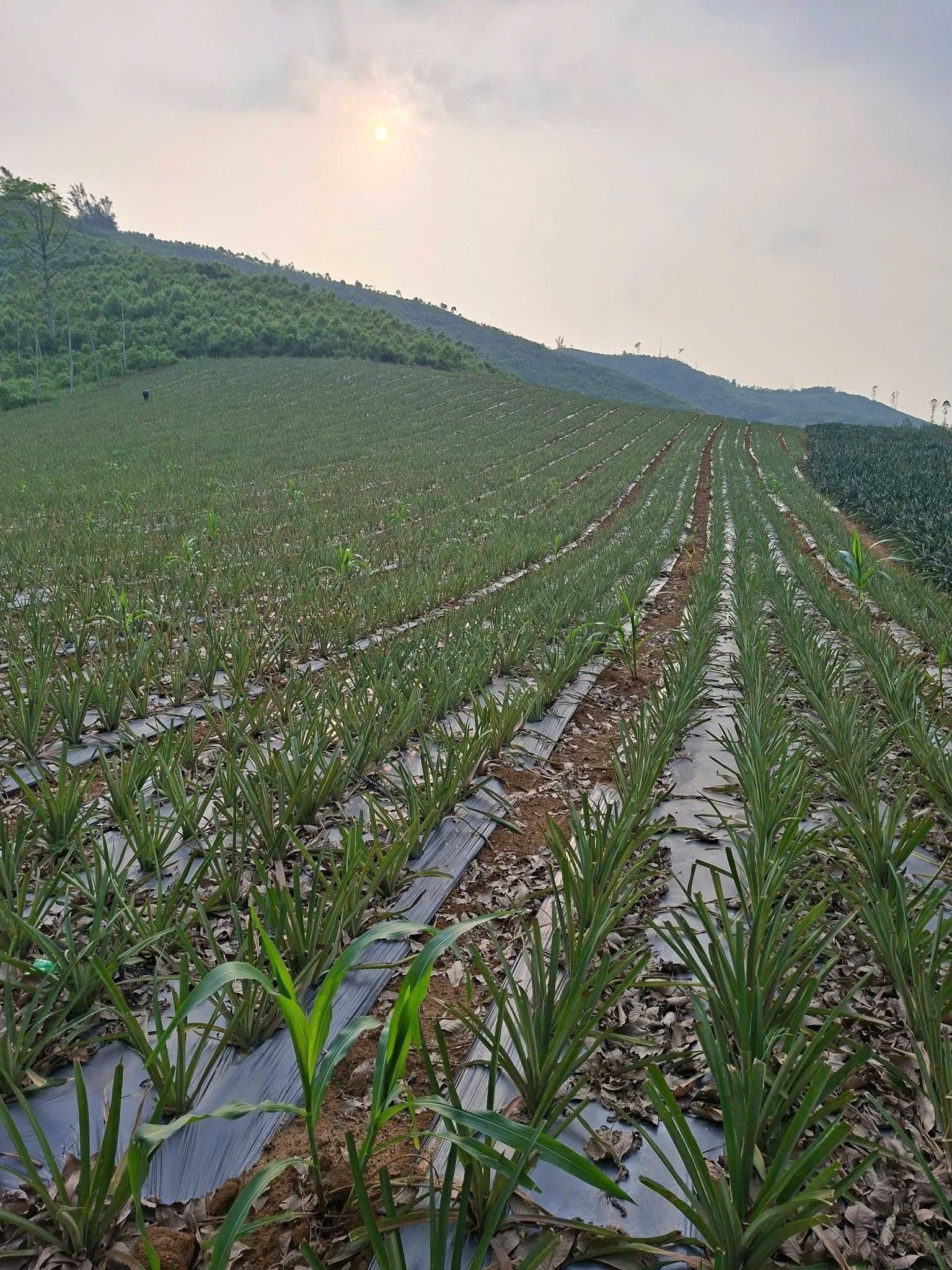 ĐẤT ĐẸP- GIÁ ƯU ĐÃI CHÍNH CHỦ CẦN TIỀN BÁN NHANH LÔ ĐẤT TẠI huyện Thạch Thành tỉnh Thanh Hóa