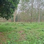 300000m2 - 6