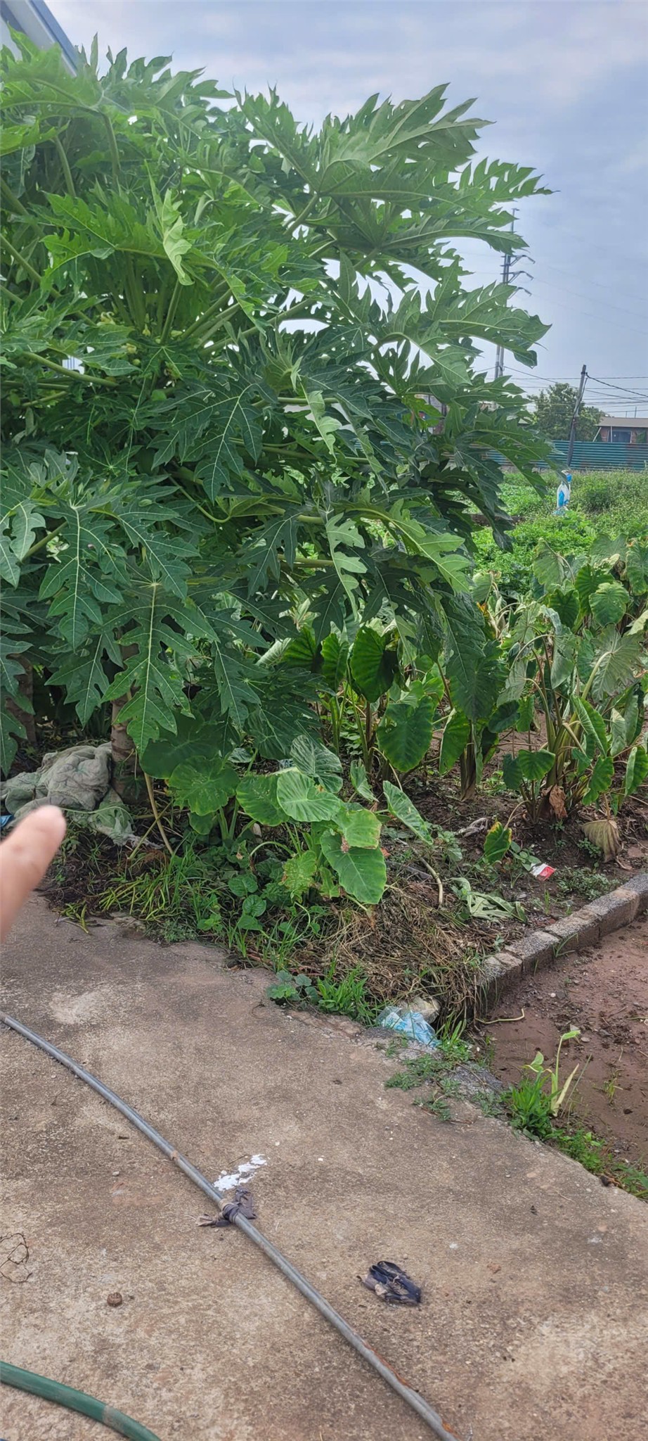 ĐẤT ĐẸP- GIÁ ƯU ĐÃI CHÍNH CHỦ BÁN NHANH LÔ ĐẤT TẠI huyện Thường Tín, tp Hà Nội