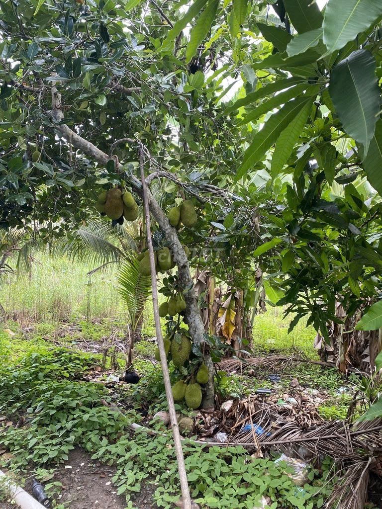 ĐẦU TƯ LÀ SINH LỜI - Đất Chính Chủ Khu vực 3, Phường Hiệp Thành, TP Ngã Bảy, Hậu Giang