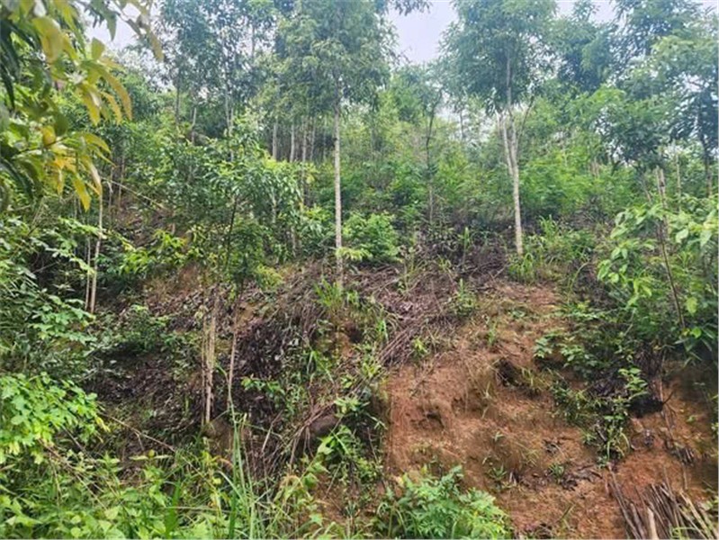ĐẤT ĐẸP - GIÁ ĐẦU TƯ – CHÍNH CHỦ CẦN BÁN NHANH 2 LÔ ĐẤT RẪY TẠI H. Đăk Glei, T. Kon Tum
