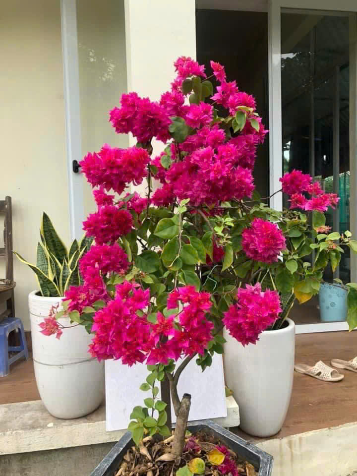 CHÍNH CHỦ CẦN BÁN NHÀ 4 TẦNG MẶT ĐƯỜNG AN ĐÀ – HẢI PHÒNG Gần Trường Đại học Y Dược Hải Phòng